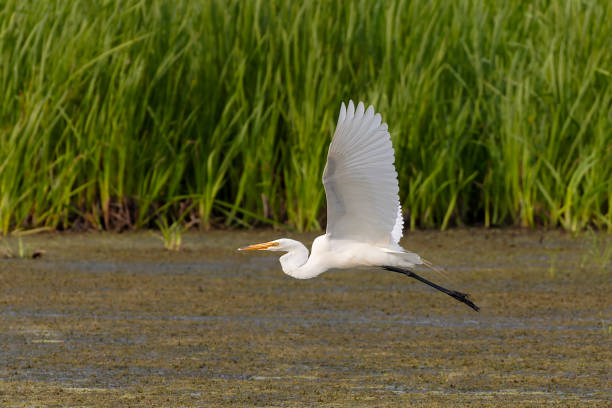la grande garzetta (ardea alba) - wading snowy egret egret bird foto e immagini stock