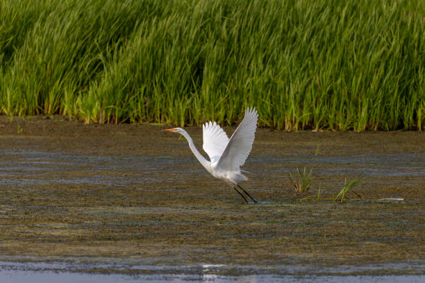 la gran garceta (ardea alba) - wading snowy egret egret bird fotografías e imágenes de stock