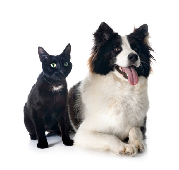 istock Finnish Lapphund and cat 1545916235