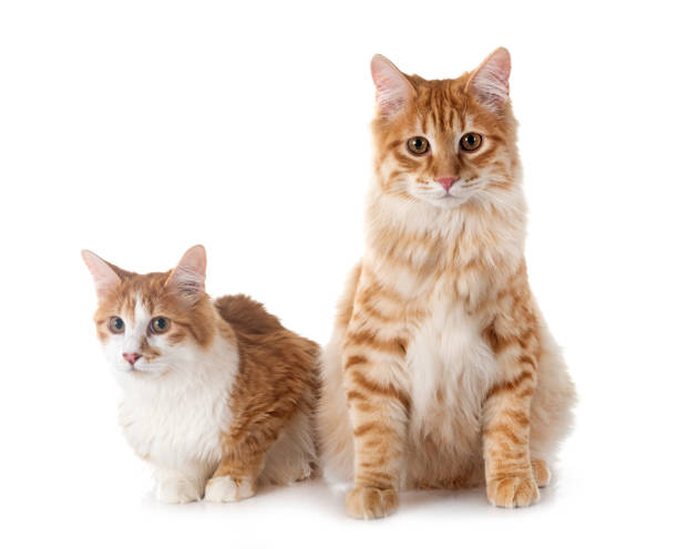 istock Kurilian Bobtails in studio 1545917912