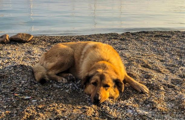 istock Lazy dog relaxing and sleeping on beach 1545918975