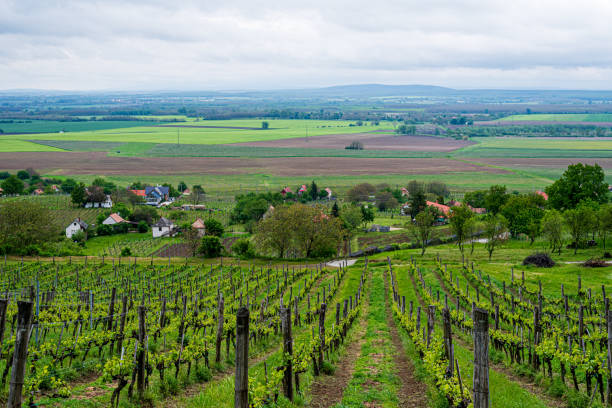 istock Vineyard. Rows of vine grape in vineyards in spring 1545928900