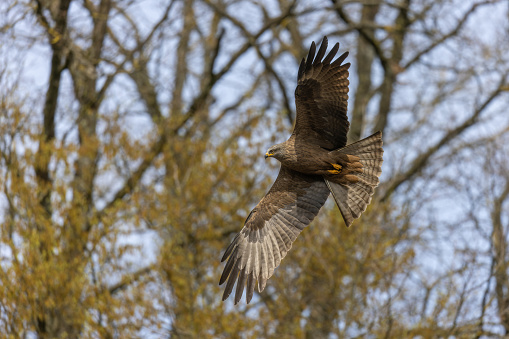 Black kite (Milvus migrans) flying in front of a forest.