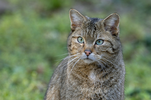 Portrait of an european wildcat (Felis silvestris).