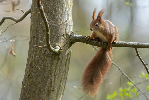 Eurasian red squirrel (Sciurus vulgaris) sitting on a branch.
