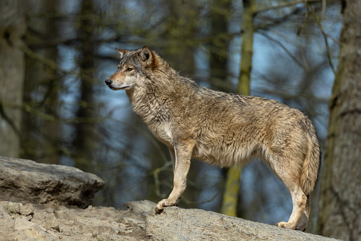 Male grey wolf standing on a rock in the forest observing. Wolf in profile.