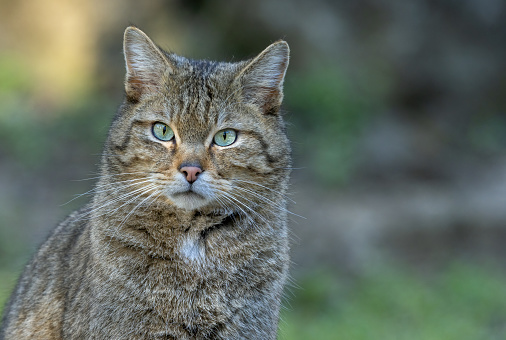 European wildcat, felis silvestris, standing on dry field in spring nature. Stripped predator looking to the camera on grassland. Brown hunter watching on meadow.