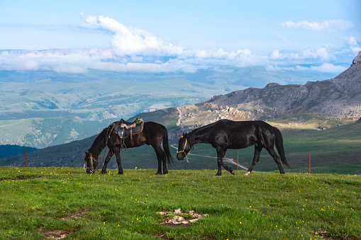 Black horses in the mountains