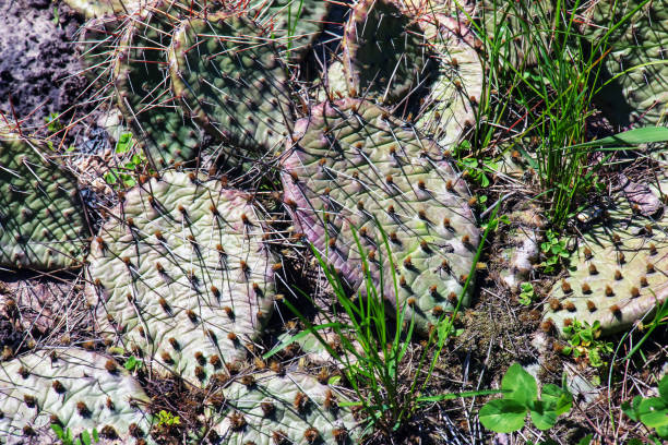 cactus di fico d'india o opuntia humifusa in giardino - prickly pear pad foto e immagini stock