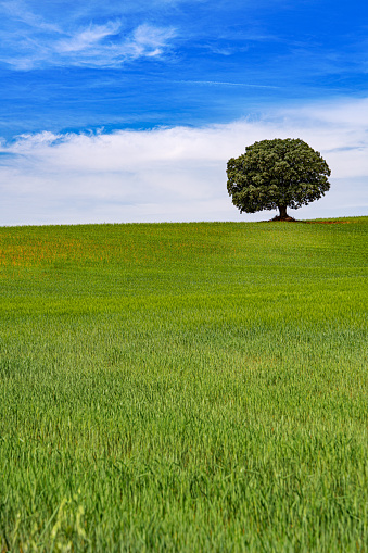 Green cereal field meadow with oak tree in horizon over blue sky in spring of Spain
