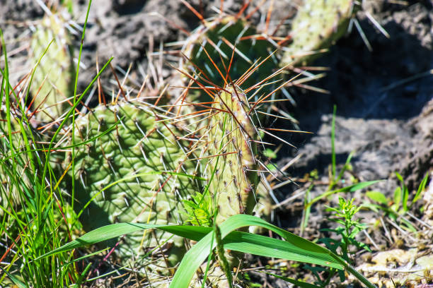 cactus di fico d'india o opuntia humifusa in giardino - prickly pear pad foto e immagini stock