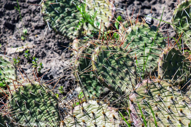 cactus di fico d'india o opuntia humifusa in giardino - prickly pear pad foto e immagini stock