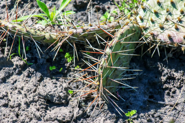 cactus di fico d'india o opuntia humifusa in giardino - prickly pear pad foto e immagini stock