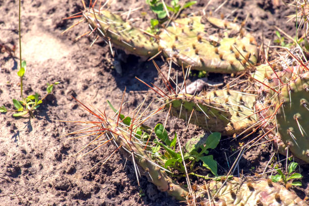 cactus di fico d'india o opuntia humifusa in giardino - prickly pear pad foto e immagini stock