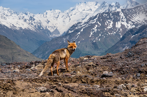 Red wild fox in mountains closeup portrait