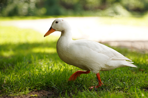 A white wild duck walking on the grass in a summer park