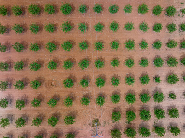 istock Cereal fields and fruit trees field aerial view, textures of early spring clay soil 1545984289