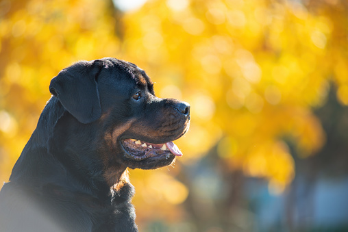Portrait Adorable black and tan Rottweiler dog outdoors on the background on maple leaves in autumn