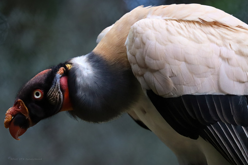 King vulture close-up of head