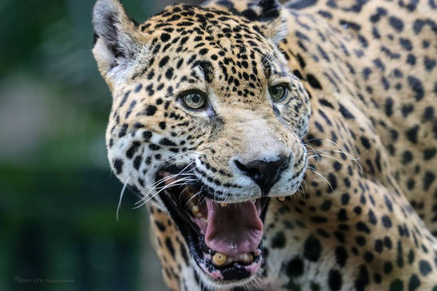 istock Jaguar cat close-up head mouth open 1545995233