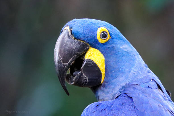 istock Hyacinth macaw close-up 1545995245