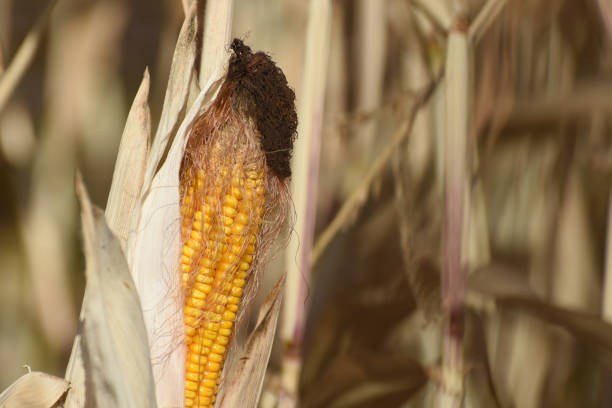 Dry corn with full ripened cobs of seeds on agricultural field. Corn harvest time.