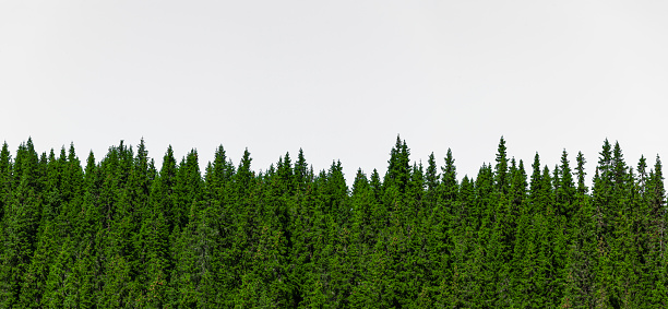 Fir trees isolated against white background