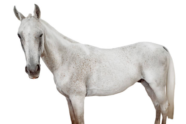 istock Beautiful white horse on a white isolated background 1546009338