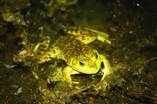A large green frog (Lithobates clamitans) in a pond at night.