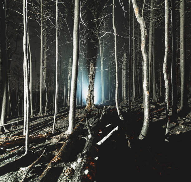 bosque oscurecido - tree branch burnt silhouette fotografías e imágenes de stock