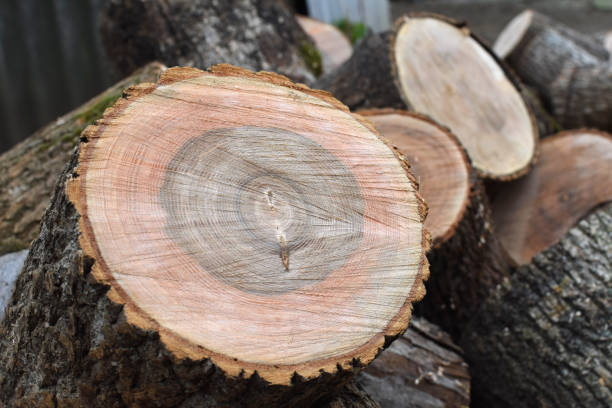 istock Lumber stack. Timber harvesting, forestry woodworking industry. Firewood for the fireplace in winter. 1546027588