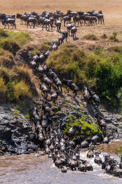 istock Wildebeest Antelopes Crossing Mara River at Great Migration in Wildlife. 1546028631