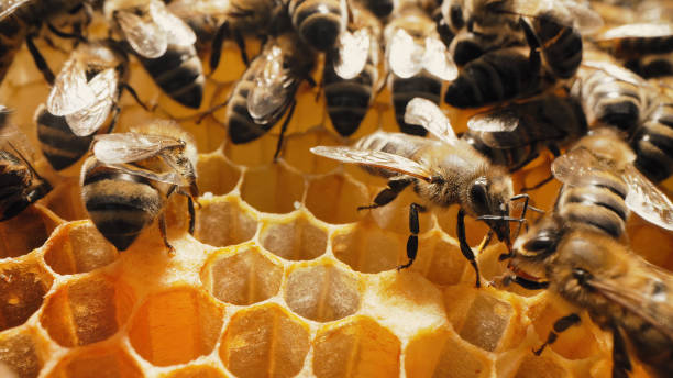 istock Workers bees processes pollen and pumps honey comb. Apiary. Life apis mellifera 1546066693