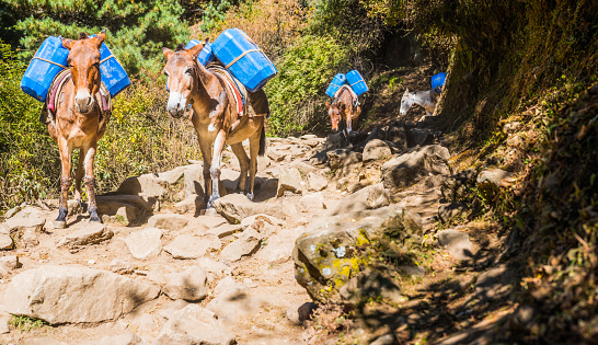 Horses carrying barrels high in the Khumbu valley of the Everest National Park, Nepal.