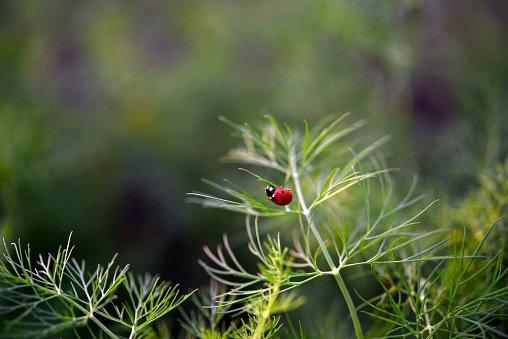 The red beetle. Ladybug on lettuce leaves.