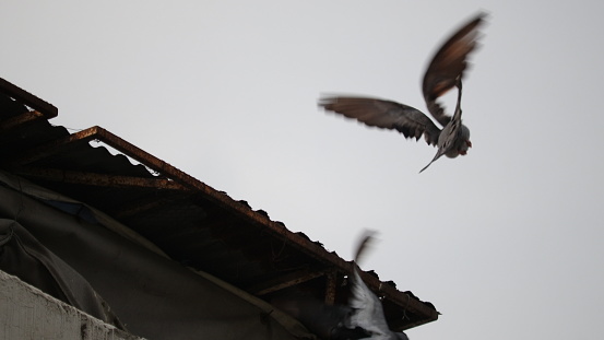 Flying shots of the domestic pigeons.