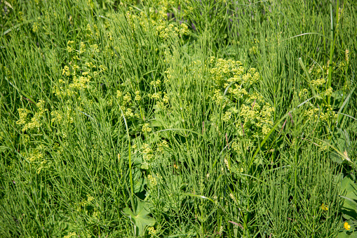 Yellow Alchemilla Mollis flowers / herbaceous Lady's Mantle plant.