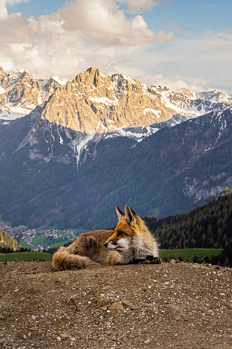 relaxed fox at dolomiti sunset