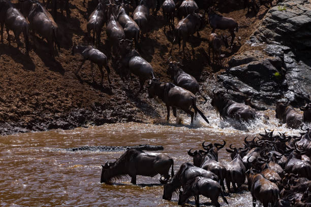istock Crocodile Attack. Thirsty Wildebeest antelopes drinking water in the Mara River during the Great Migration, while crocodiles attack 1546138233