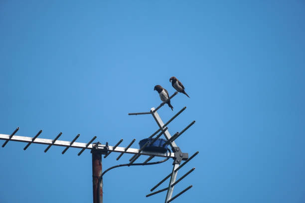 sparrows documentation