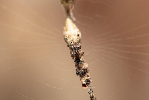 Small spider, small spider hiding in its web waiting for the next prey, mimicry, selective focus.