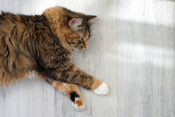 istock The cat is lying on a light floor 1546149771