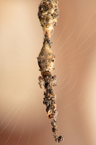 Small spider, small spider hiding in its web waiting for the next prey, mimicry, selective focus.