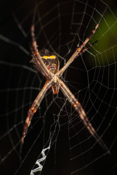 istock Silver spider, small silver spider seen in detail from below, selective focus. 1546149774
