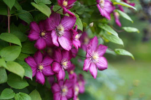 Clematis - Waldrebe 'The President'\nReaches a height of approximately 3.5 m and a width of approximately 3 m wide.