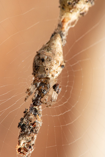 Small spider, small spider hiding in its web waiting for the next prey, mimicry, selective focus.