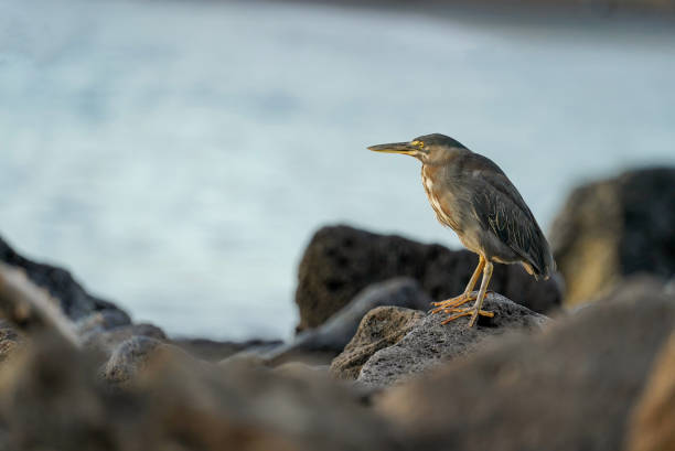 Galapagos lava heron standing on black, volcanic rocks, sea in the background. Floreana Island, Galapagos Blue sea in the background. Floreana is a small island with 150 inhabitants lava heron bird galapagos islands ecuador stock pictures, royalty-free photos & images