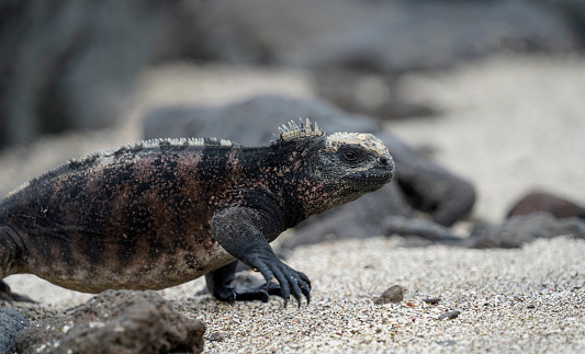Sandy beach with black, volcanic rocks. The iguana seen from profile