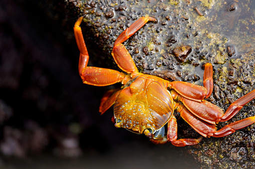 Large red and orange crab on black background