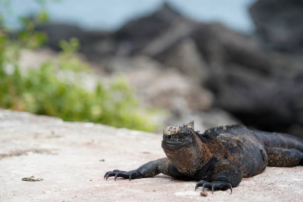 istock Marine iguana on the path, Floreana Island, Galapagos 1546158990